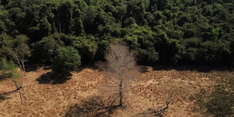 Depois da COP17, Brasil é cobrado a efetivar metas de restauração.
