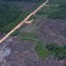Desmatamento na Amazônia cai 36,87% no último ano
