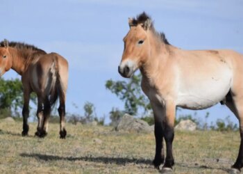 Takhi, o cavalo selvagem que virou símbolo de restauração na Mongólia