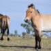 Takhi, o cavalo selvagem que virou símbolo de restauração na Mongólia