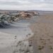 Fungos podem restaurar terras degradadas e combater a crise climática