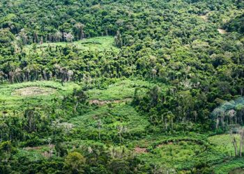 Indígenas da Amazônia catalogam espécies para proteger a biodiversidade