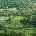 Indígenas da Amazônia catalogam espécies para proteger a biodiversidade