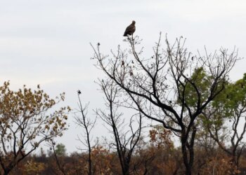 Dia do Cerrado: desmatamento do bioma cai 19% em um ano, aponta Inpe