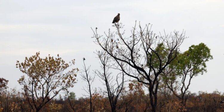 Dia do Cerrado: desmatamento do bioma cai 19% em um ano, aponta Inpe