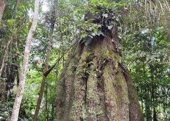 Congresso terá sete de cada dez parlamentares se oporem à agenda ambiental