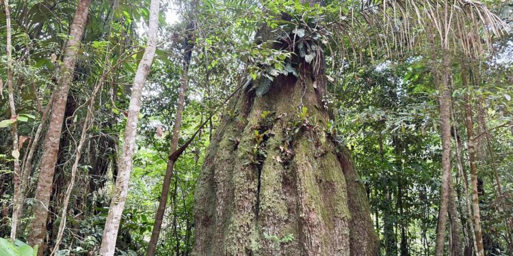 Congresso terá sete de cada dez parlamentares se oporem à agenda ambiental